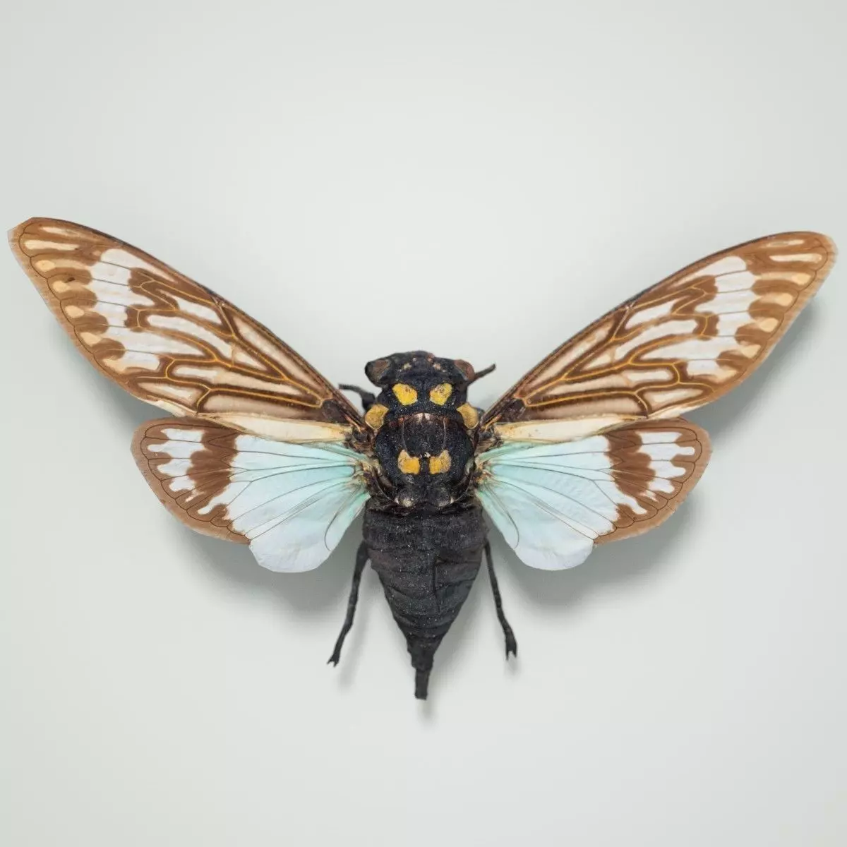 Cicada Tosena Splendida Burma Insect Low-poly 3D model