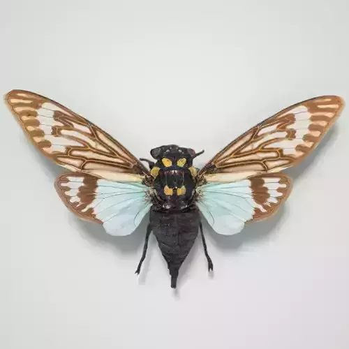 Cicada Tosena Splendida Burma Insect Low-poly 3D model