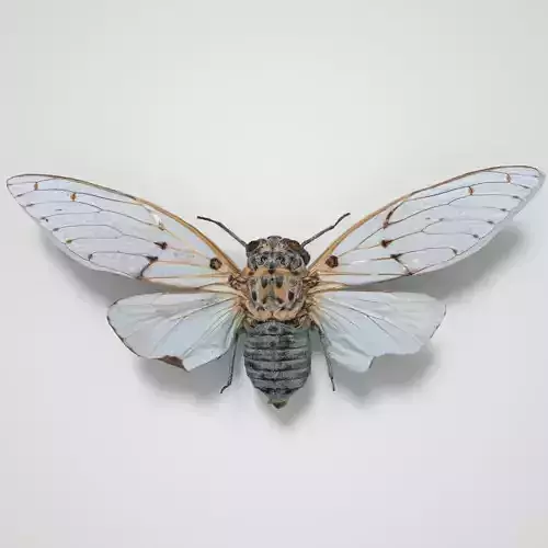 Cicada Ayuthaia Spectabile Thailand Insect Low-poly 3D model