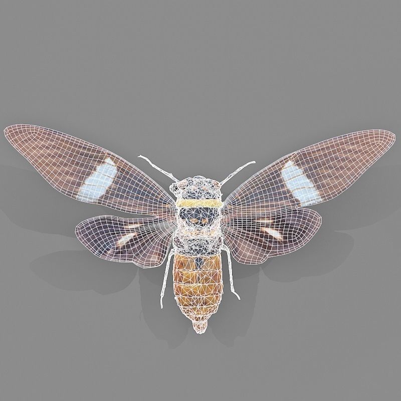 Cicada Tosena Fasciata Sumatra Insect Low-poly 3D model_5