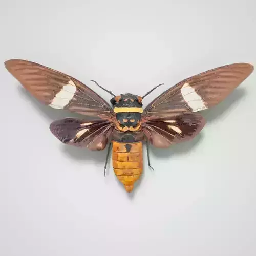 Cicada Tosena Fasciata Sumatra Insect Low-poly 3D model