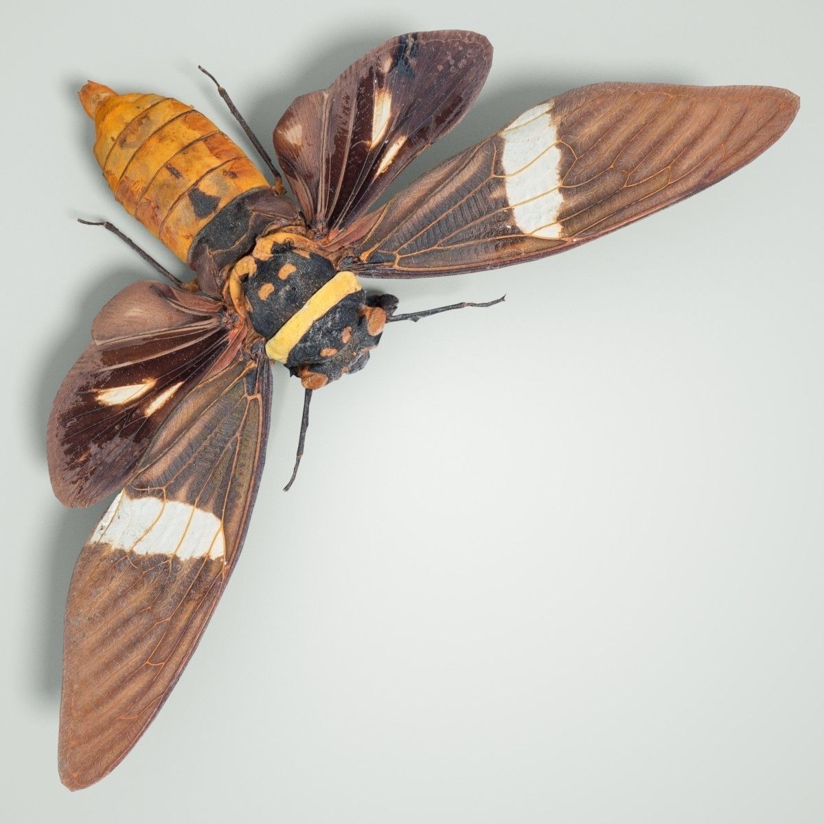 Cicada Tosena Fasciata Sumatra Insect Low-poly 3D model_3
