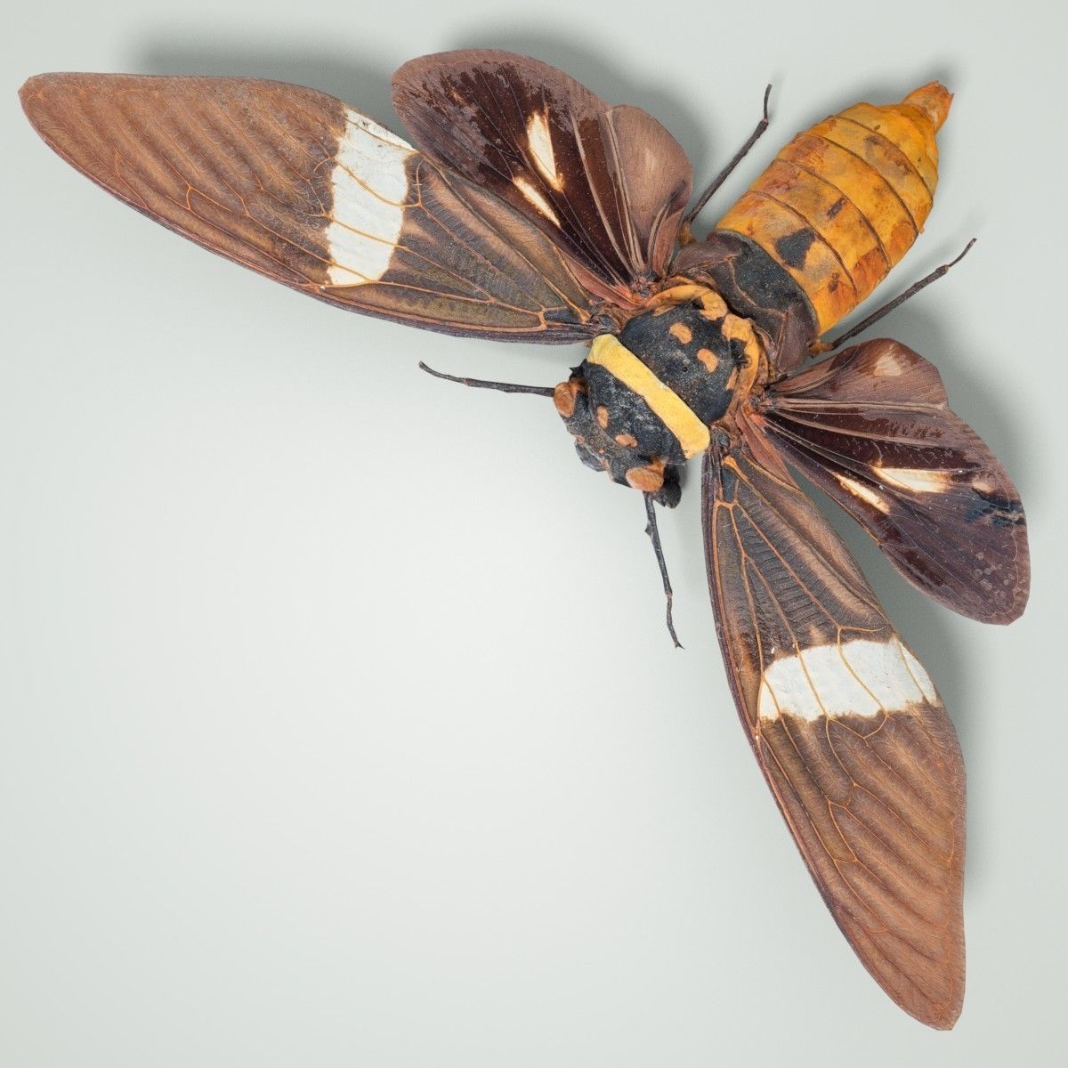 Cicada Tosena Fasciata Sumatra Insect Low-poly 3D model_4
