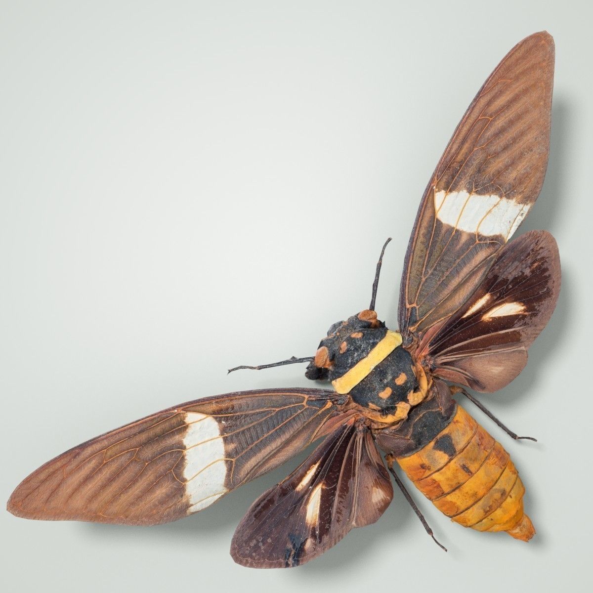 Cicada Tosena Fasciata Sumatra Insect Low-poly 3D model_2