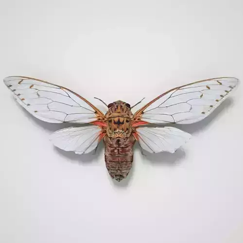 Cicada Pomponia Imperatoria Malaysia Insect Low-poly 3D model