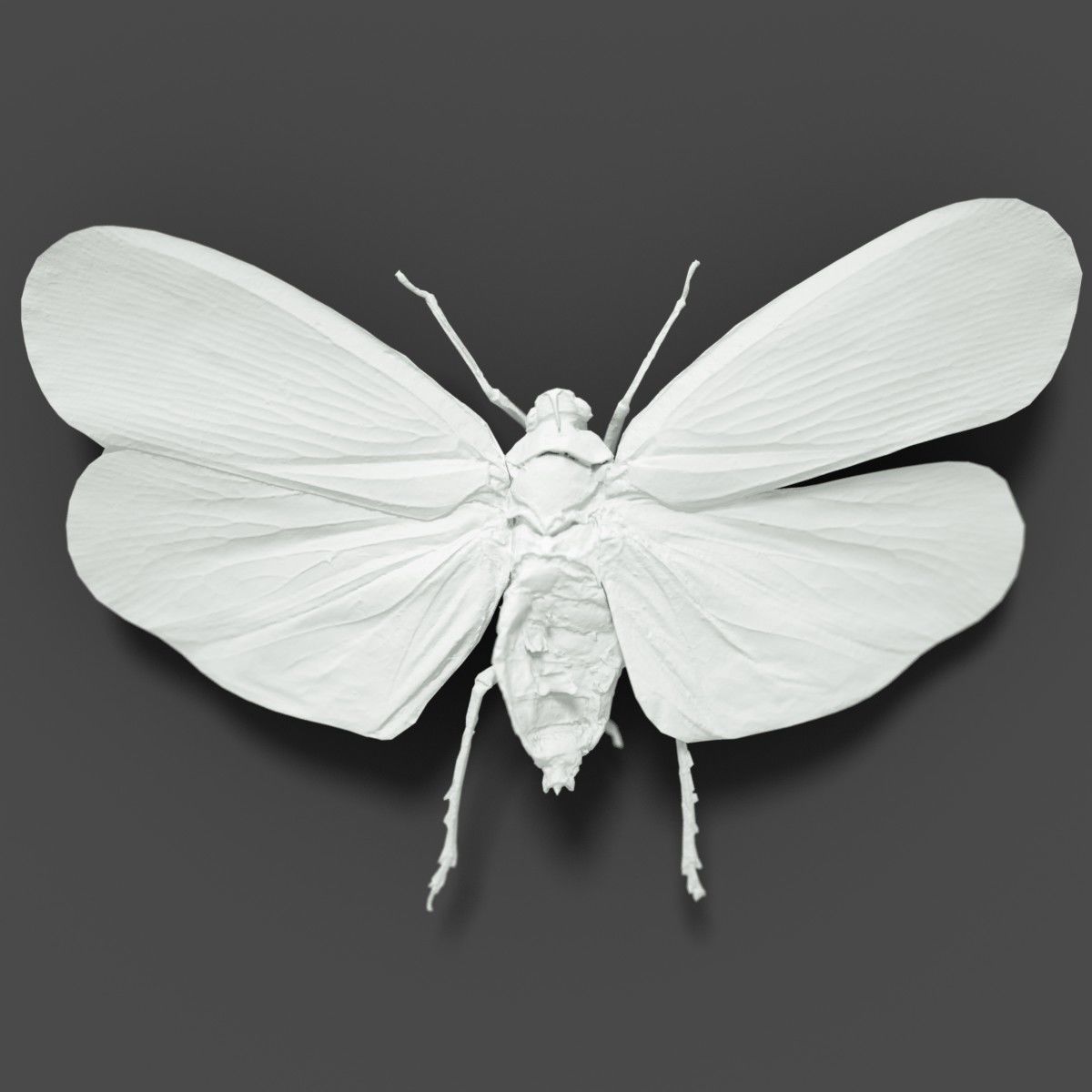 15 Cicada Insect Collection Low-poly 3D model_17