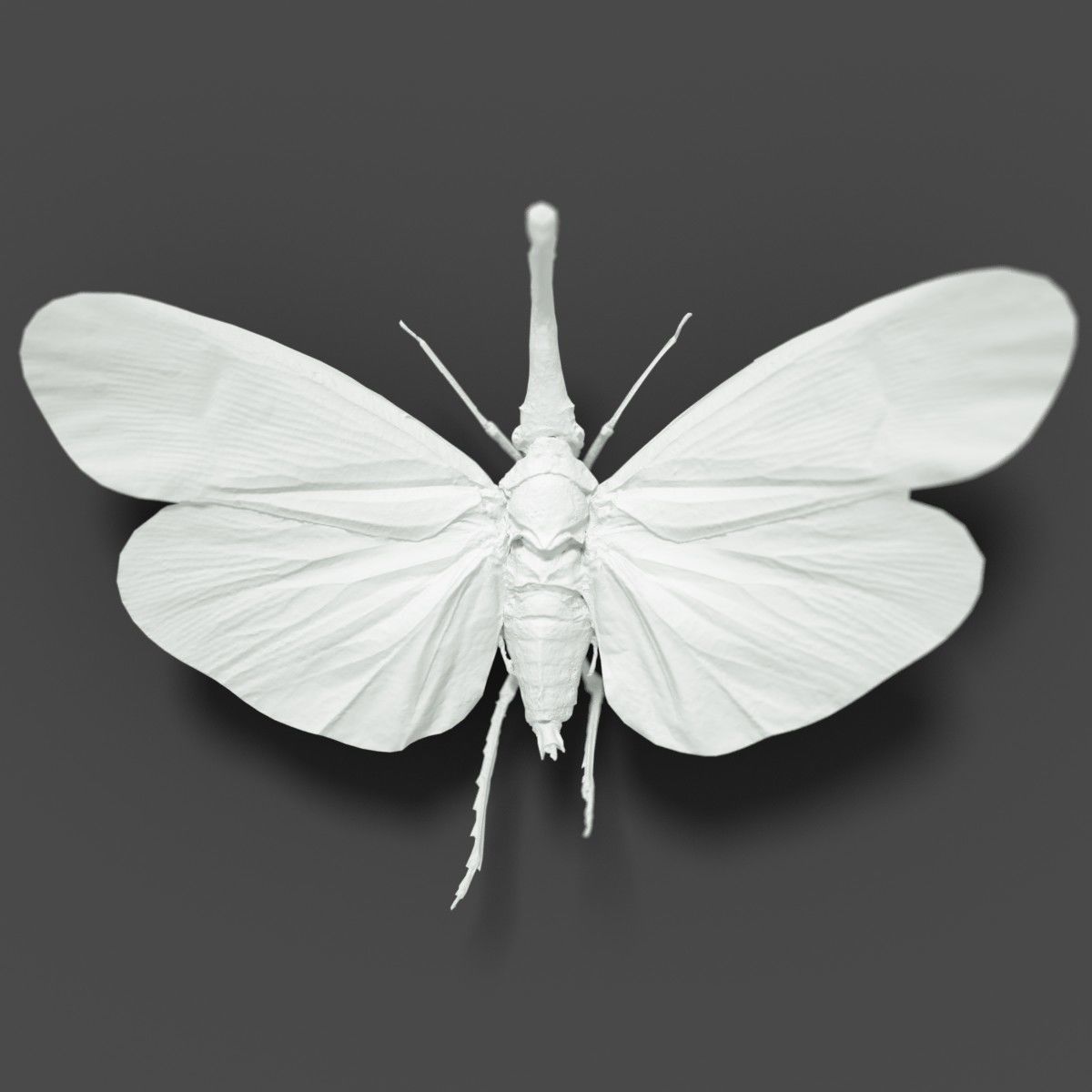 15 Cicada Insect Collection Low-poly 3D model_13