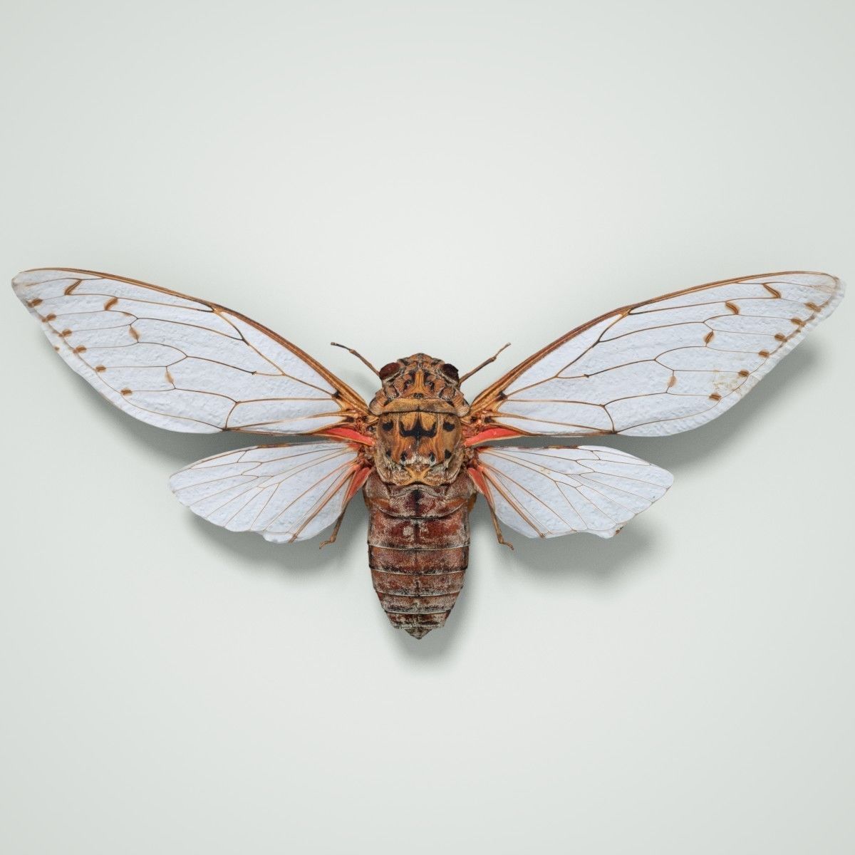 15 Cicada Insect Collection Low-poly 3D model_30
