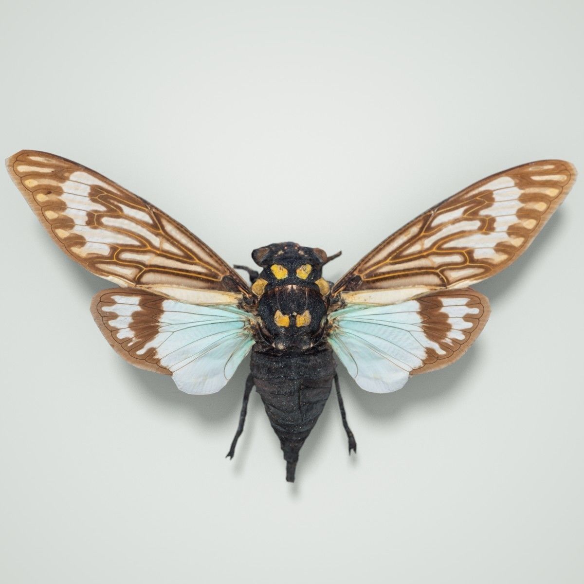 15 Cicada Insect Collection Low-poly 3D model_24