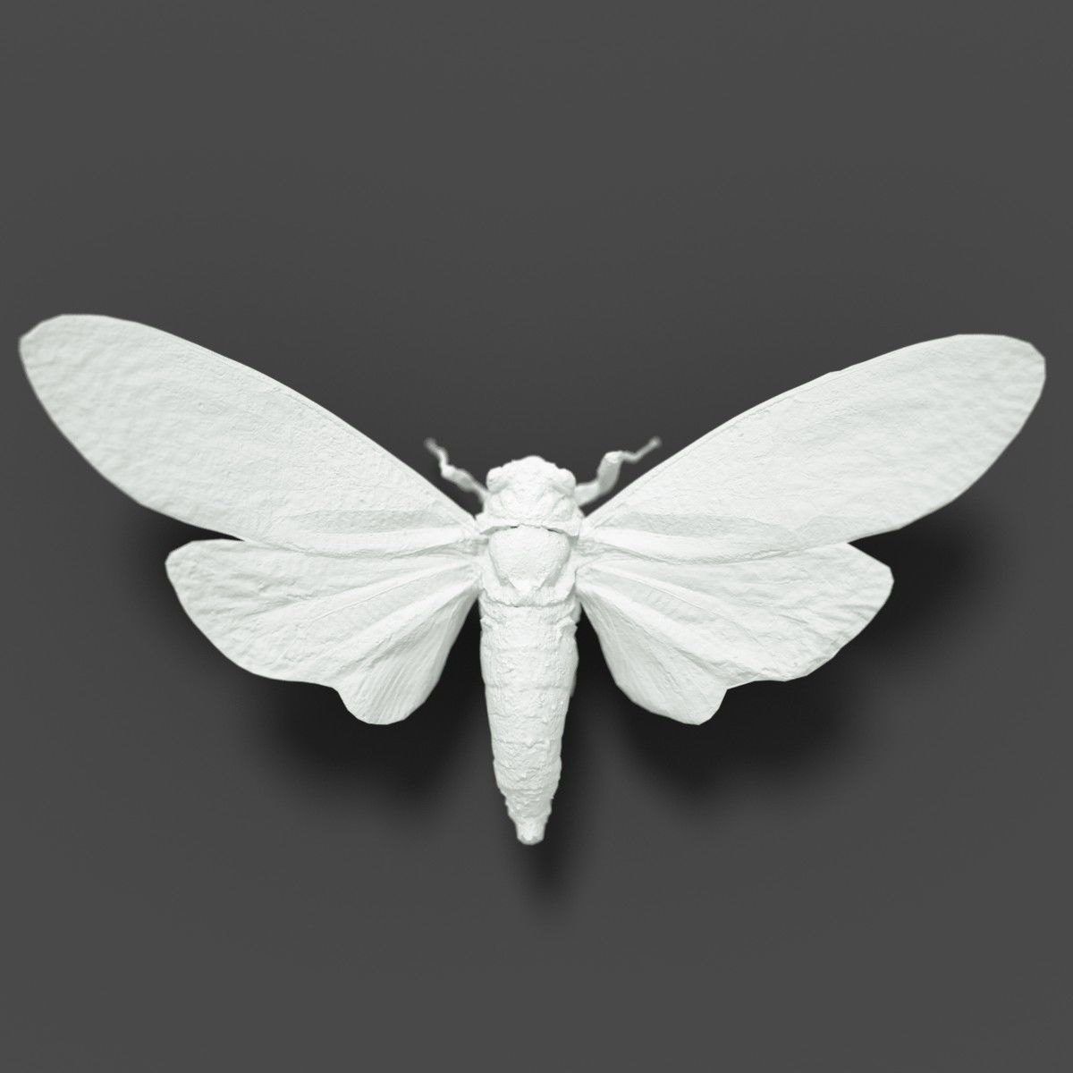 15 Cicada Insect Collection Low-poly 3D model_21