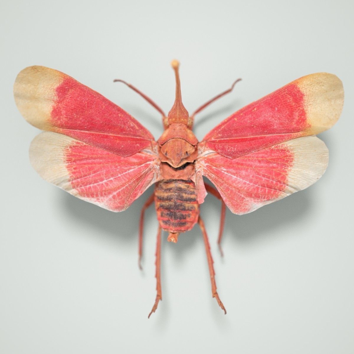 15 Cicada Insect Collection Low-poly 3D model_2