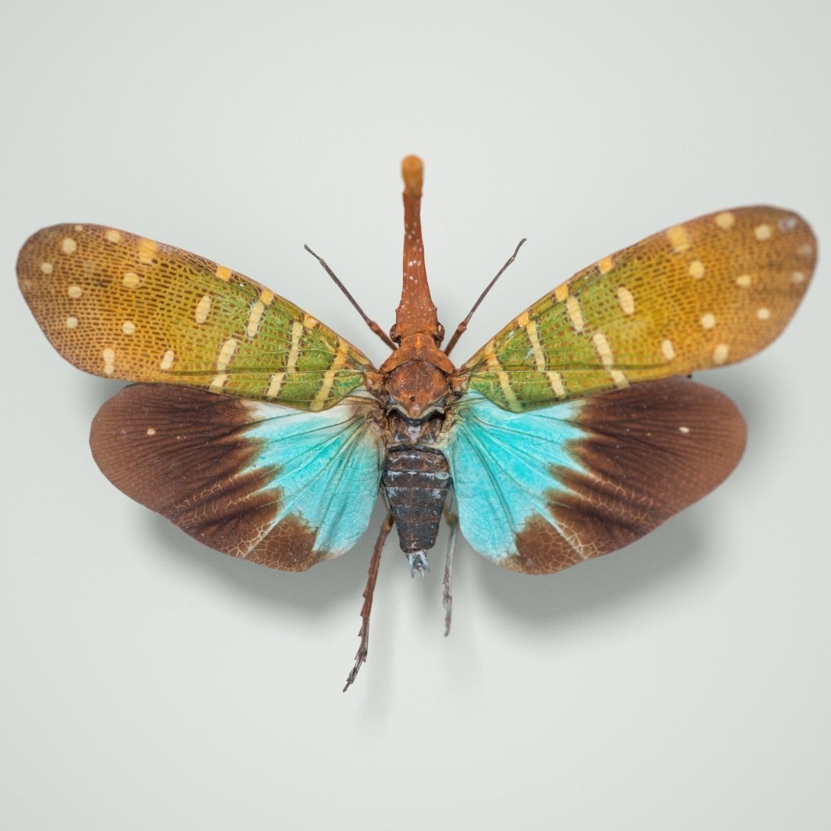 15 Cicada Insect Collection Low-poly 3D model_12