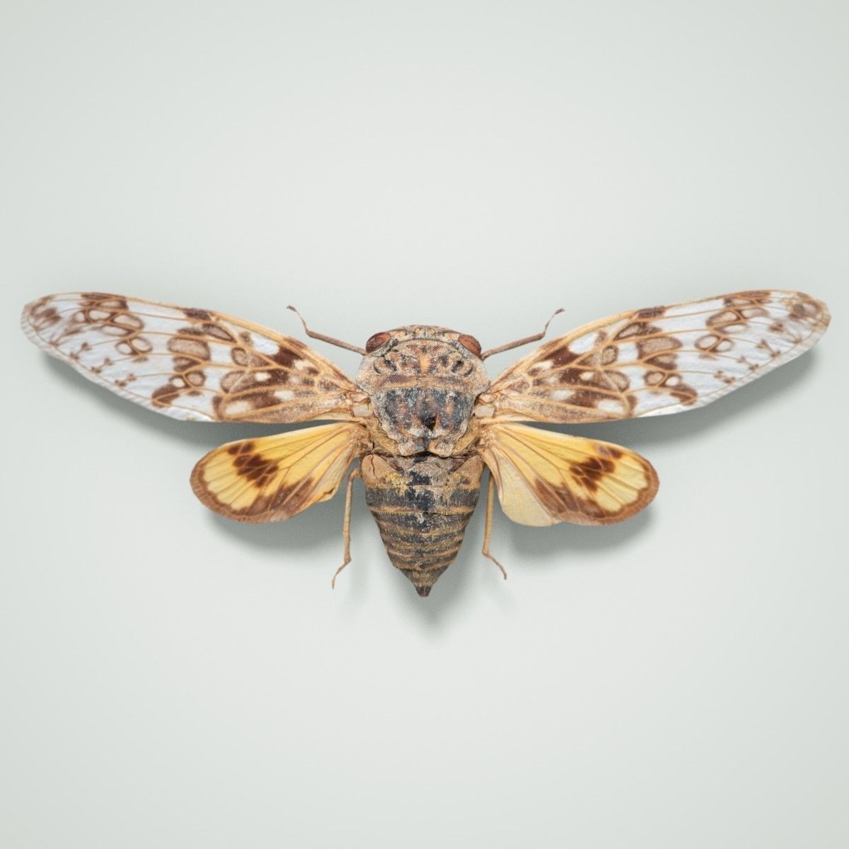 15 Cicada Insect Collection Low-poly 3D model_10