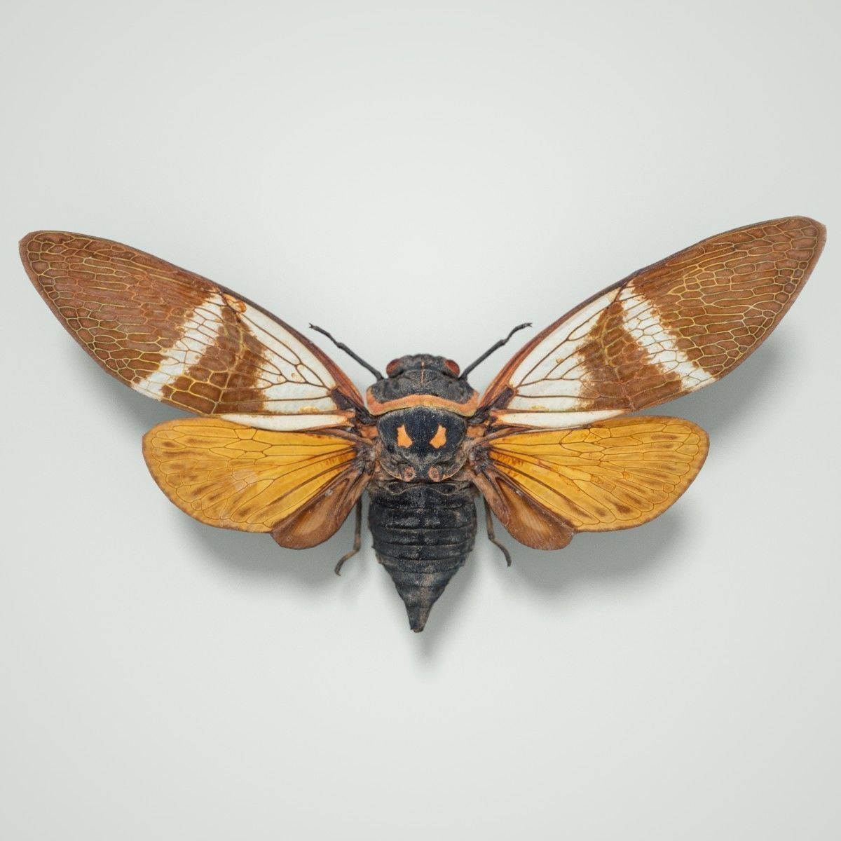 15 Cicada Insect Collection Low-poly 3D model_22