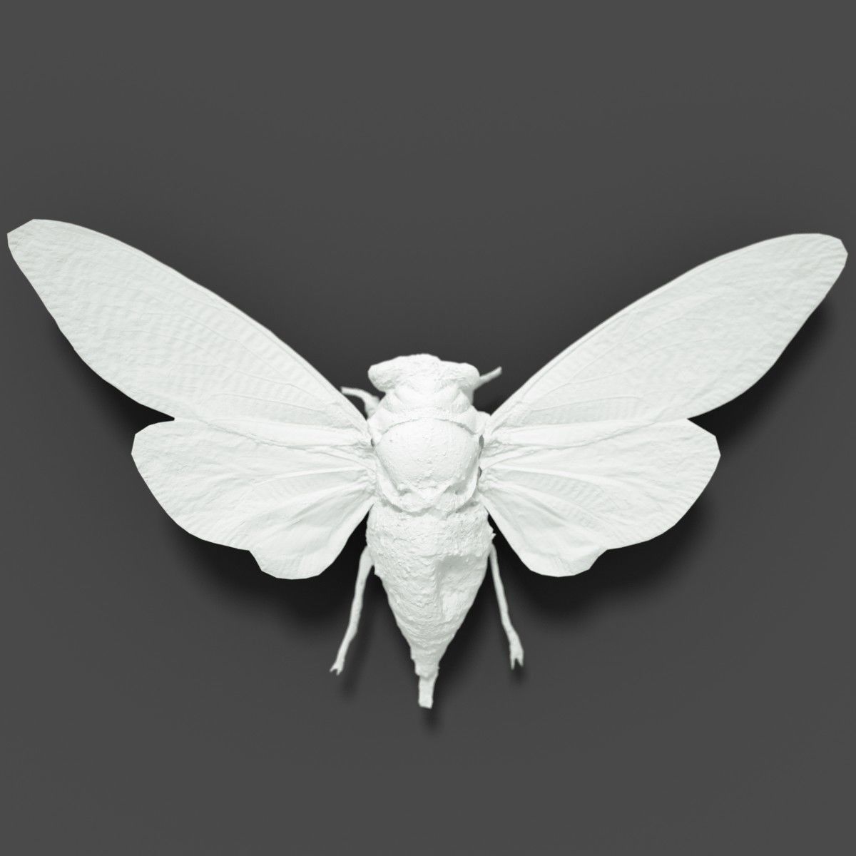 15 Cicada Insect Collection Low-poly 3D model_25