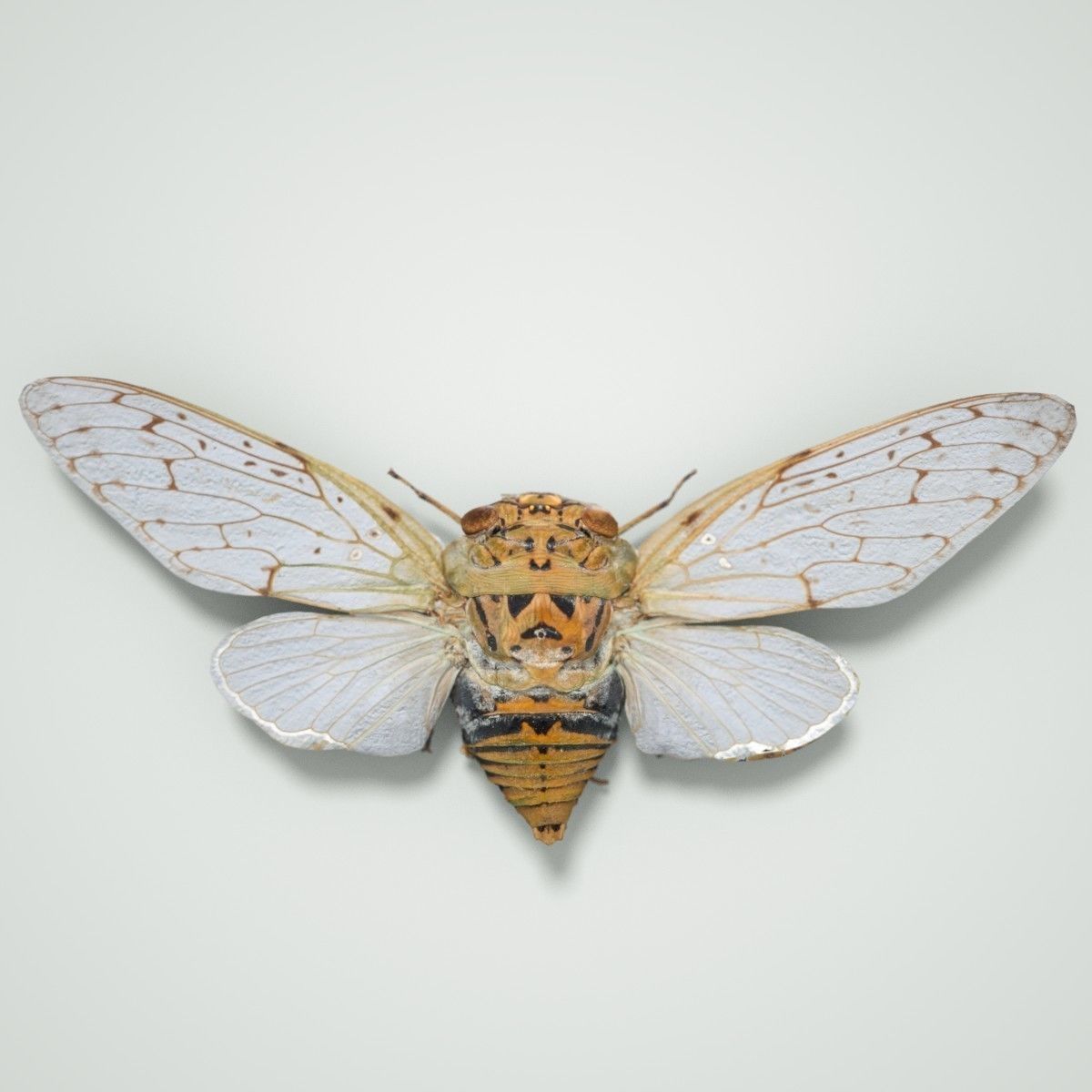 15 Cicada Insect Collection Low-poly 3D model_18