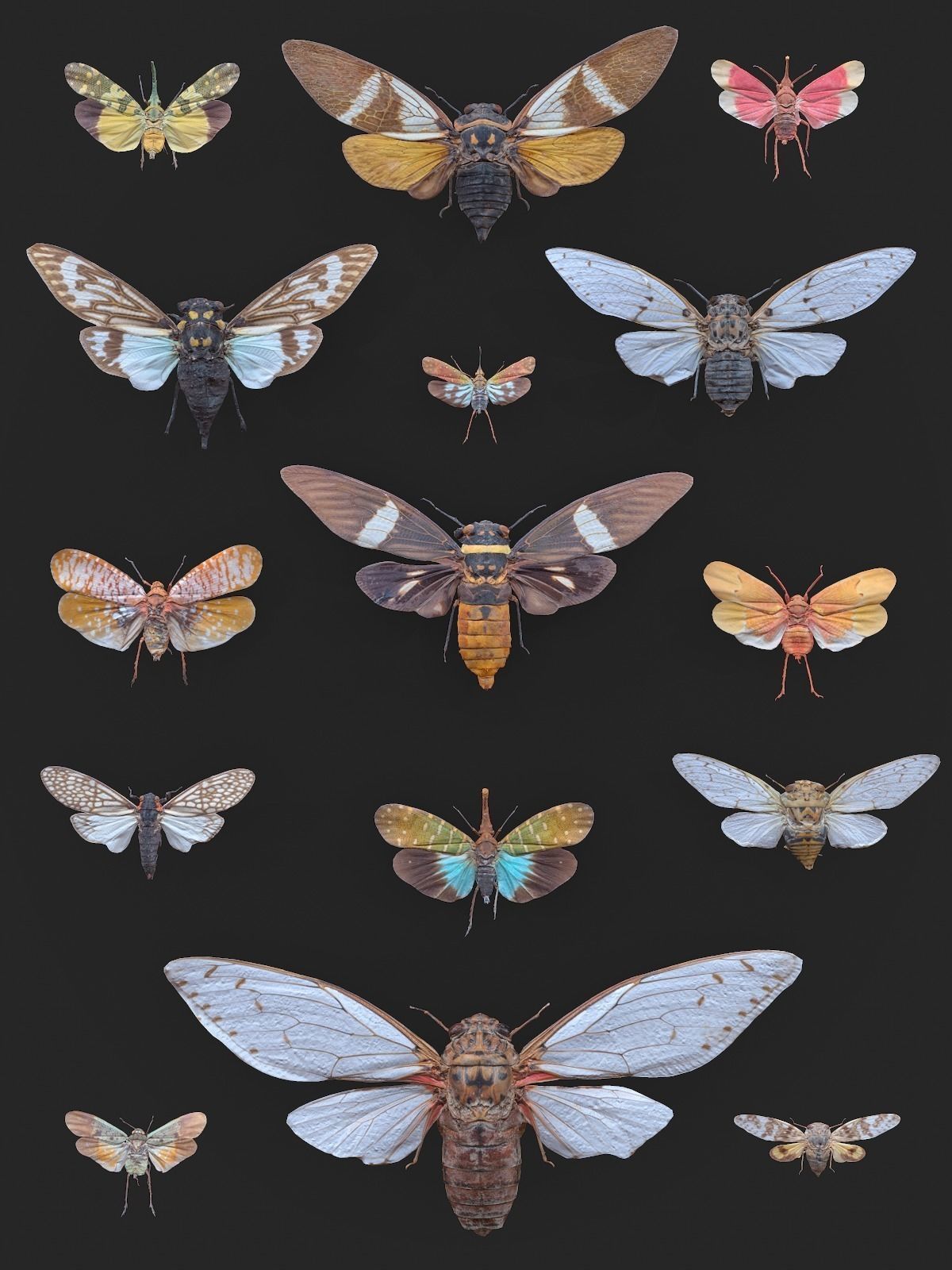 15 Cicada Insect Collection Low-poly 3D model_1