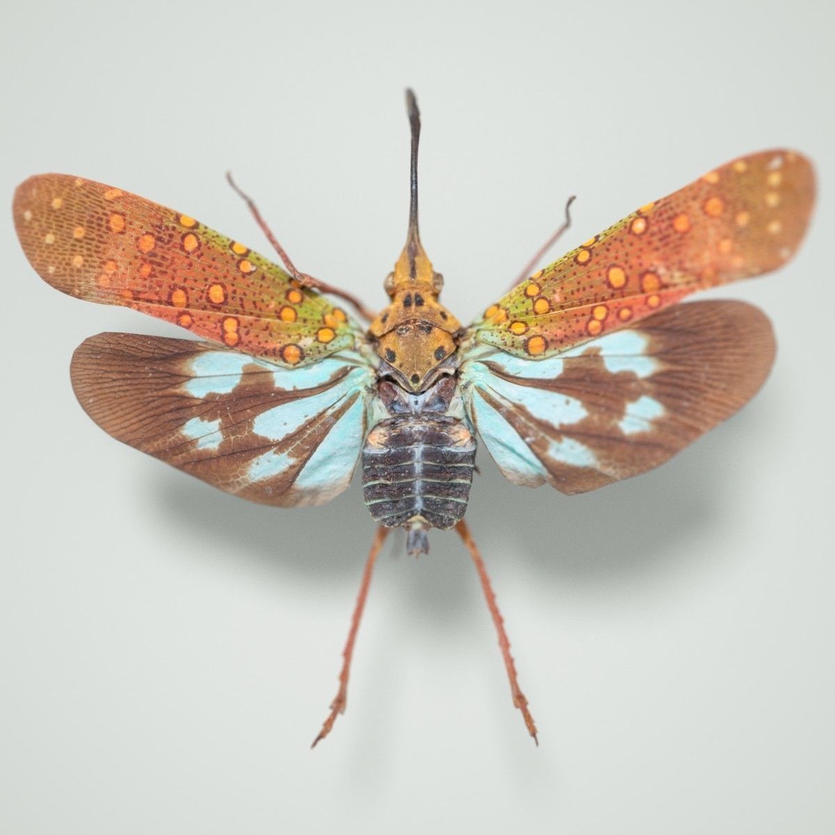 15 Cicada Insect Collection Low-poly 3D model_6