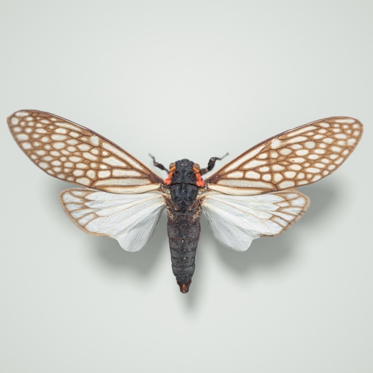 15 Cicada Insect Collection Low-poly 3D model_20