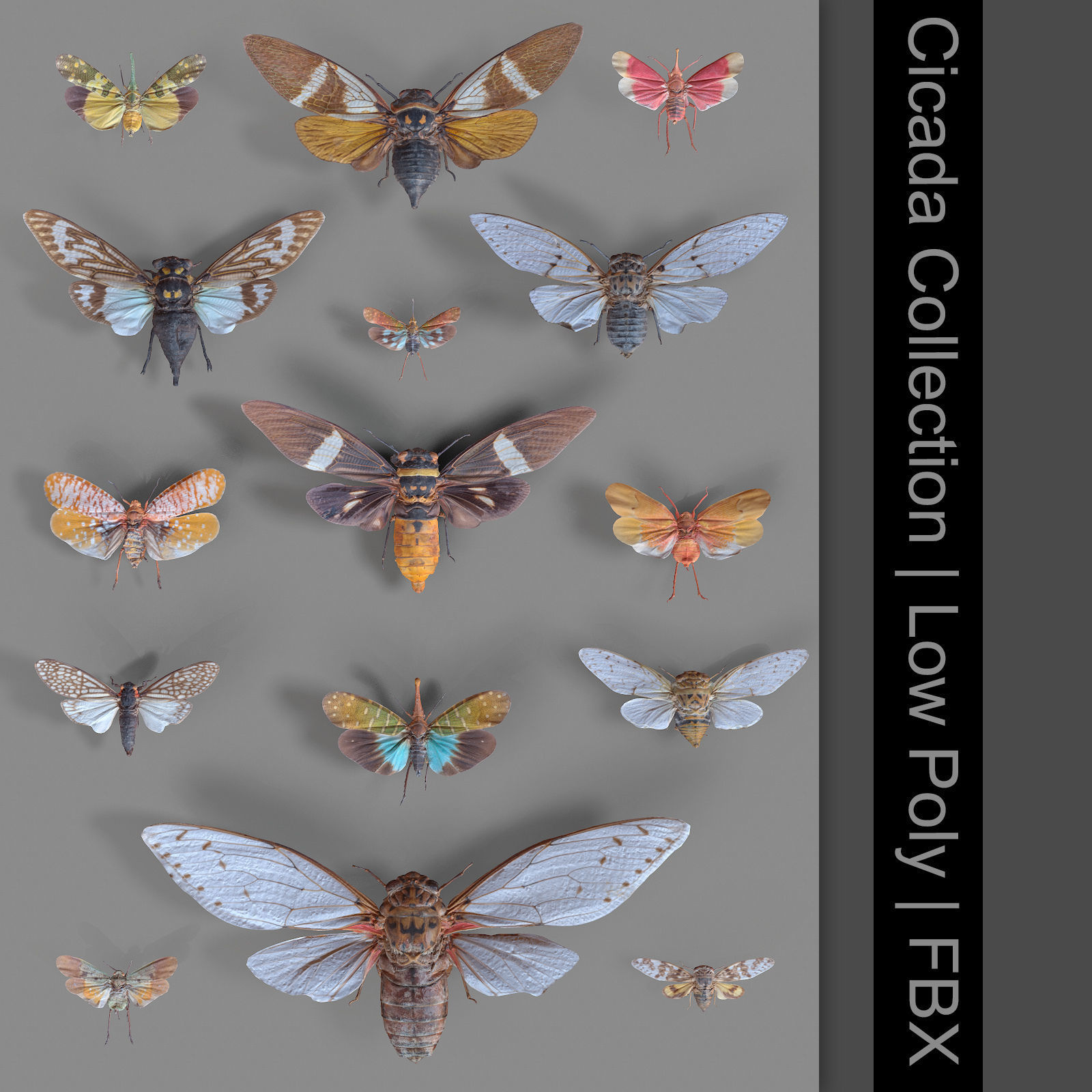 15 Cicada Insect Collection Low-poly 3D model_32
