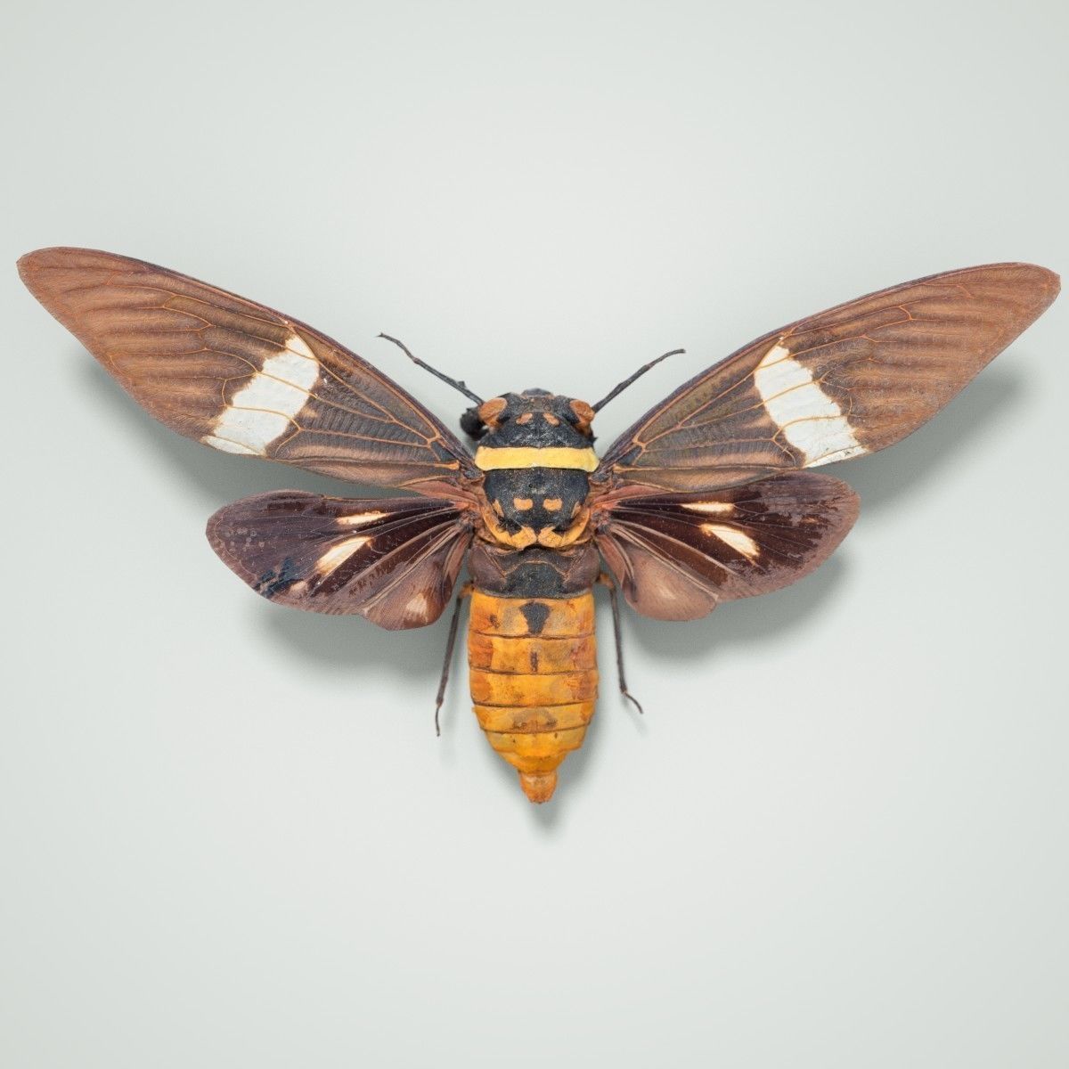 15 Cicada Insect Collection Low-poly 3D model_28