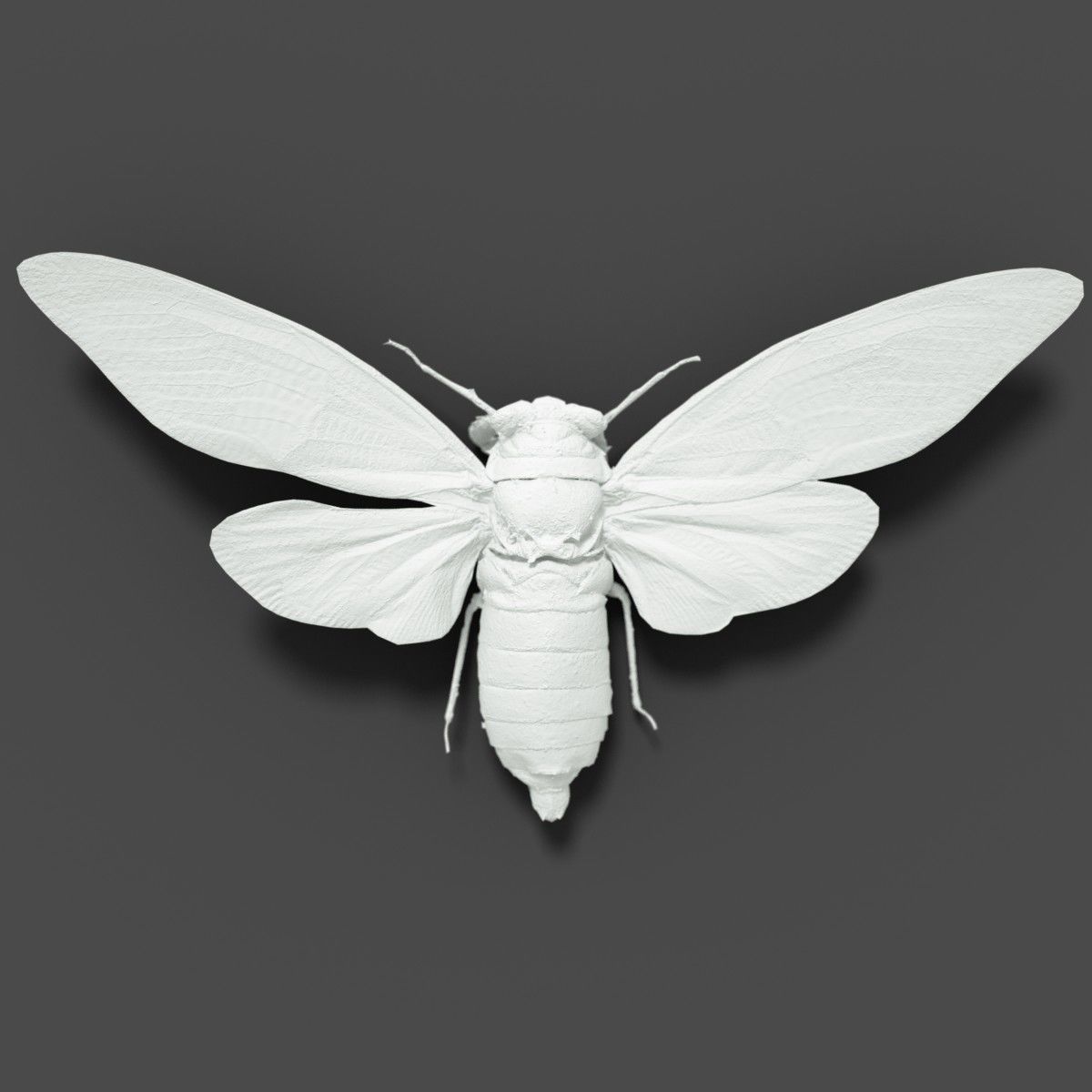15 Cicada Insect Collection Low-poly 3D model_29