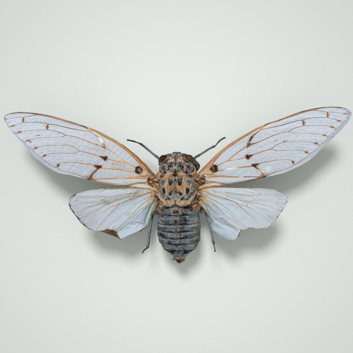 15 Cicada Insect Collection Low-poly 3D model_26