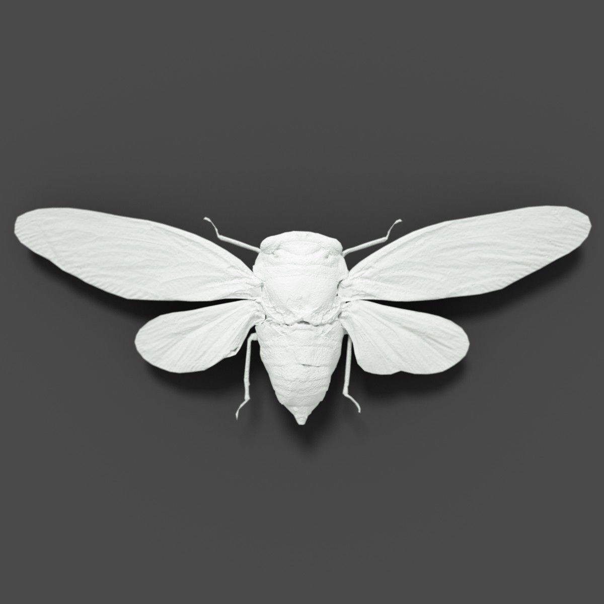 15 Cicada Insect Collection Low-poly 3D model_11