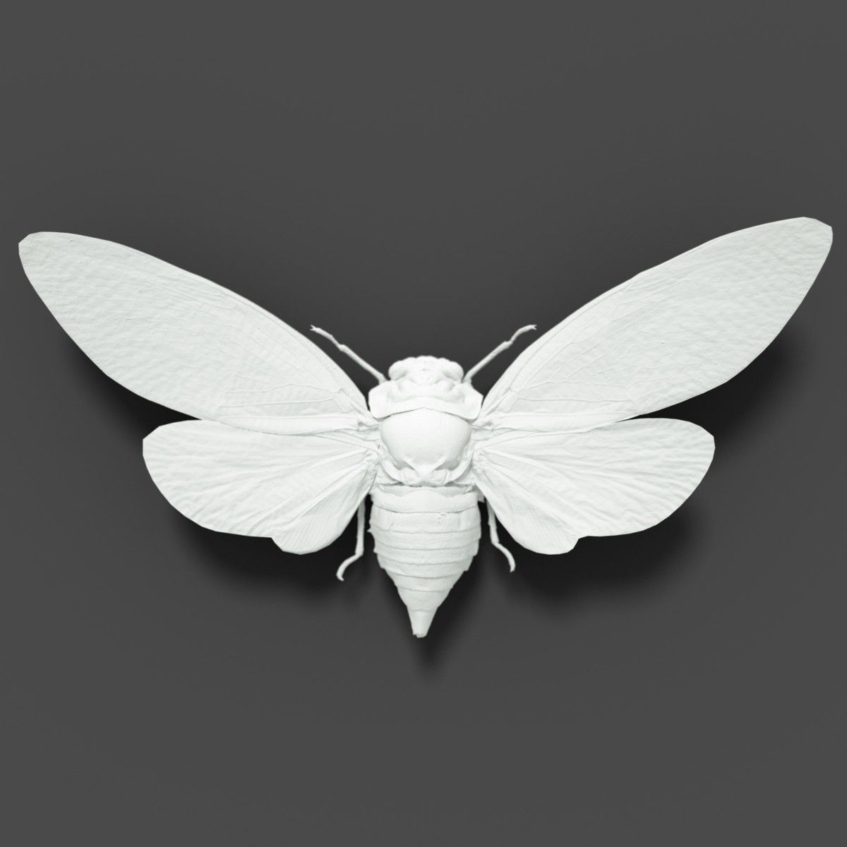15 Cicada Insect Collection Low-poly 3D model_23