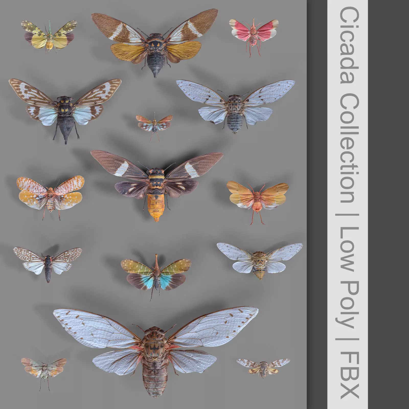 15 Cicada Insect Collection Low-poly 3D model_0