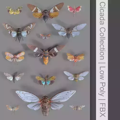 15 Cicada Insect Collection Low-poly 3D model