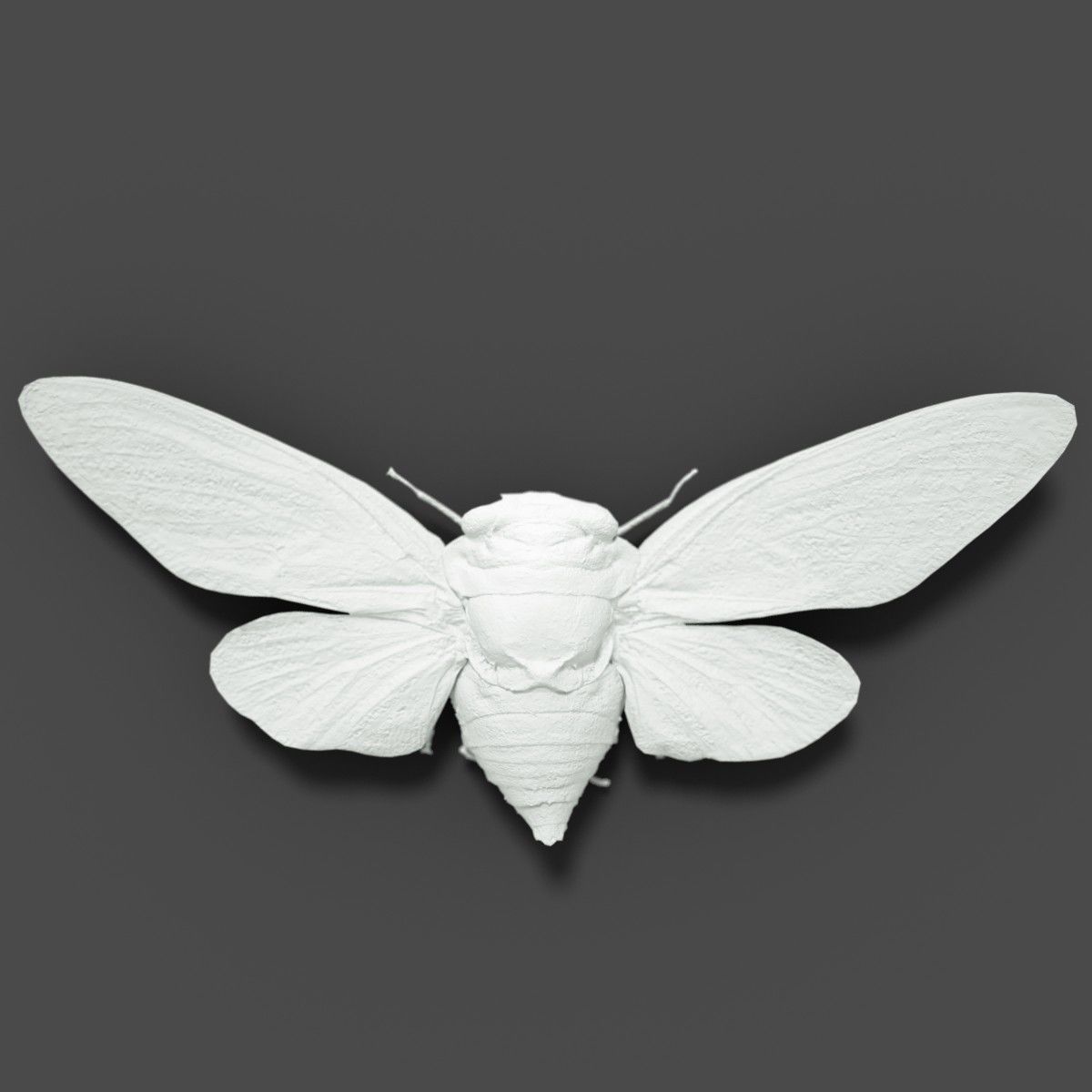15 Cicada Insect Collection Low-poly 3D model_19