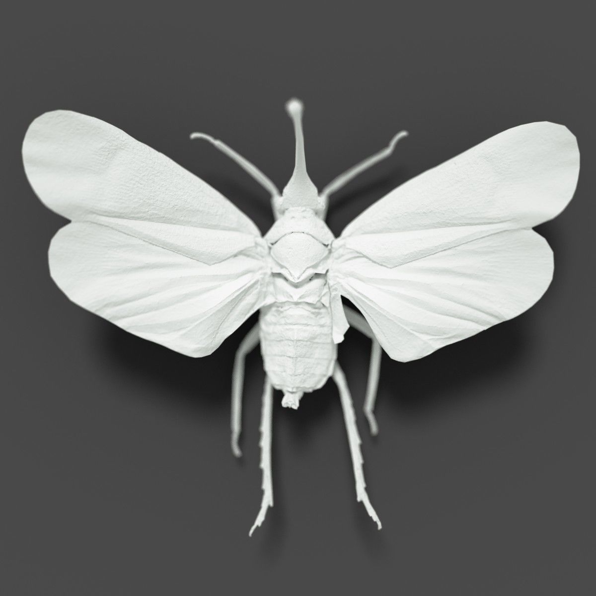 15 Cicada Insect Collection Low-poly 3D model_3
