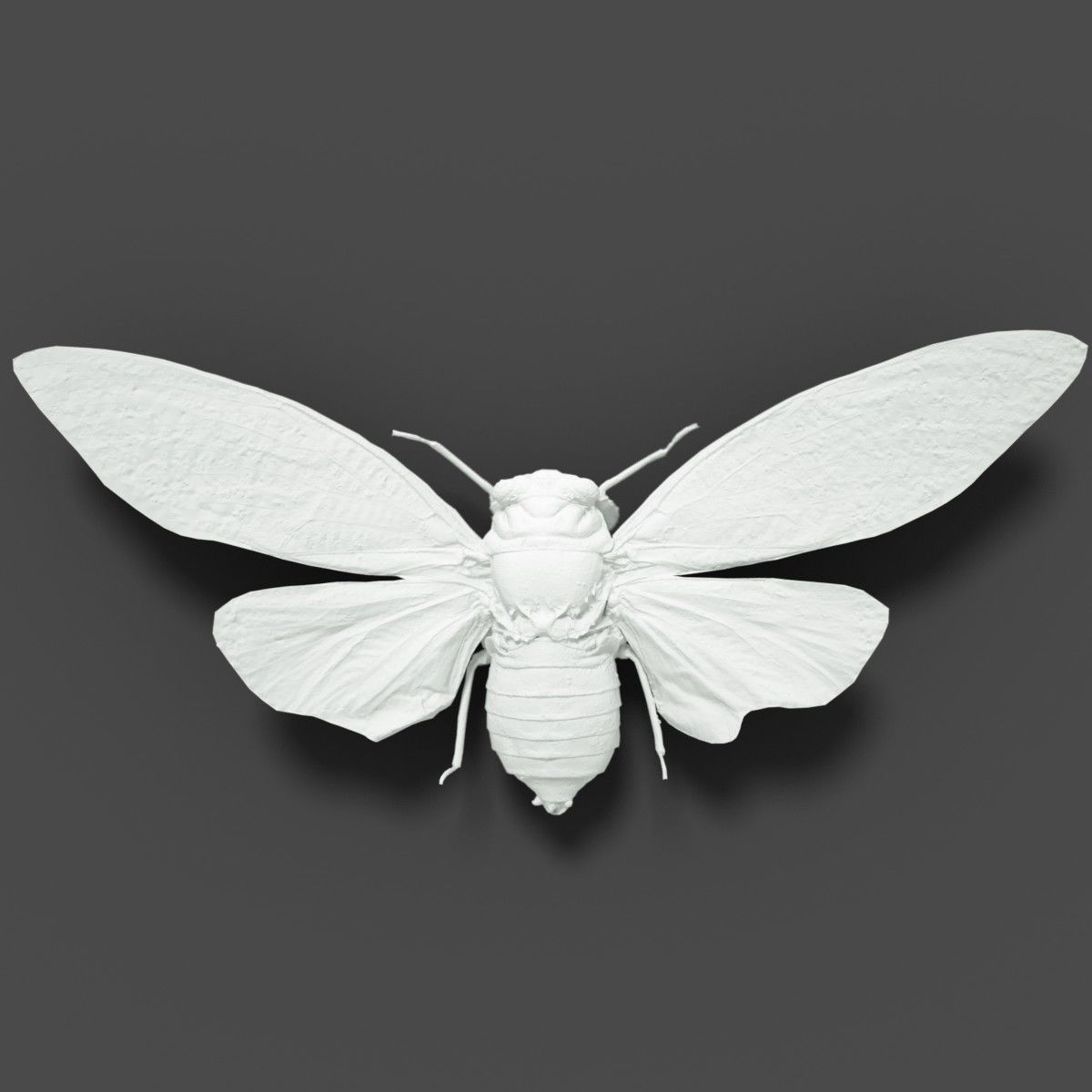 15 Cicada Insect Collection Low-poly 3D model_27
