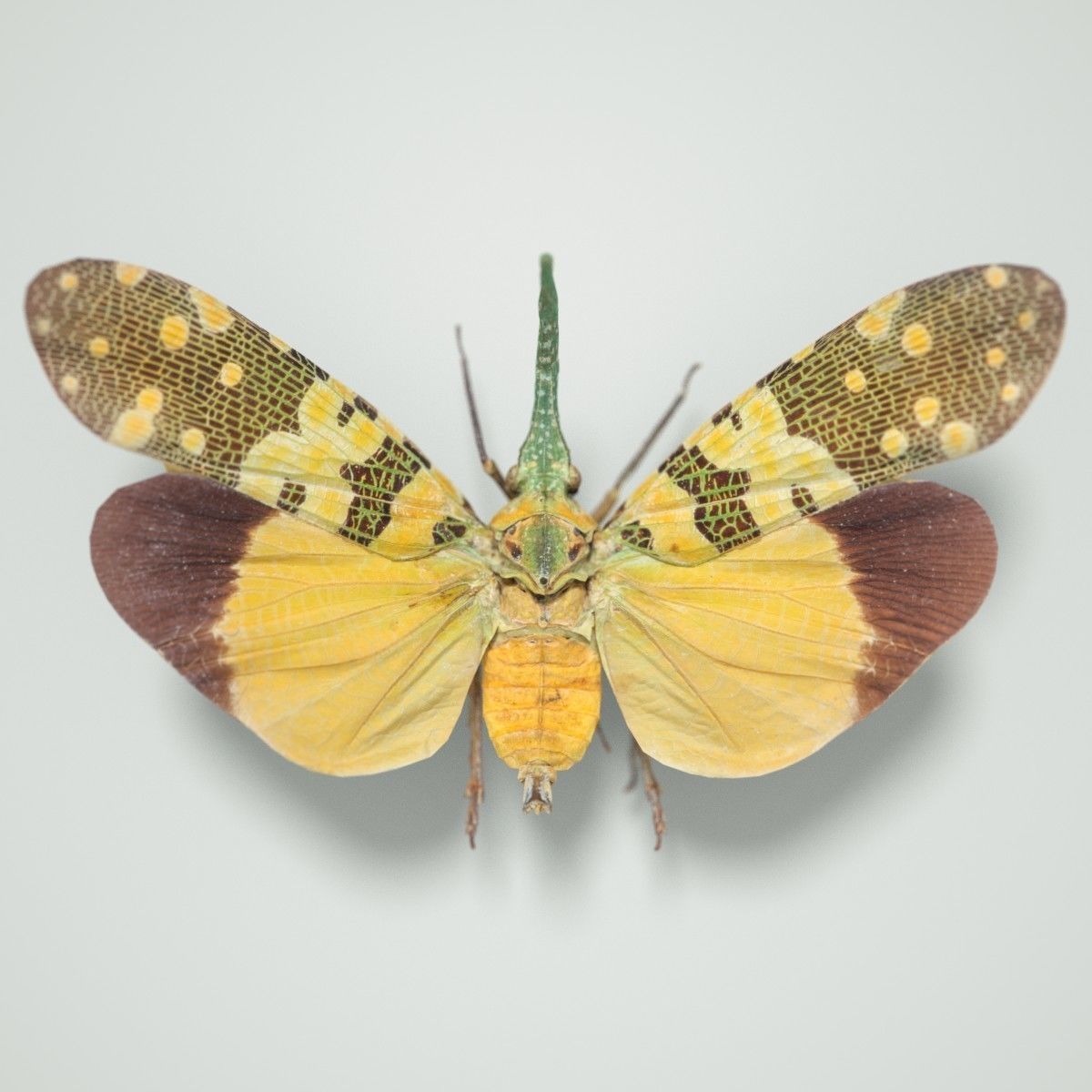 15 Cicada Insect Collection Low-poly 3D model_4