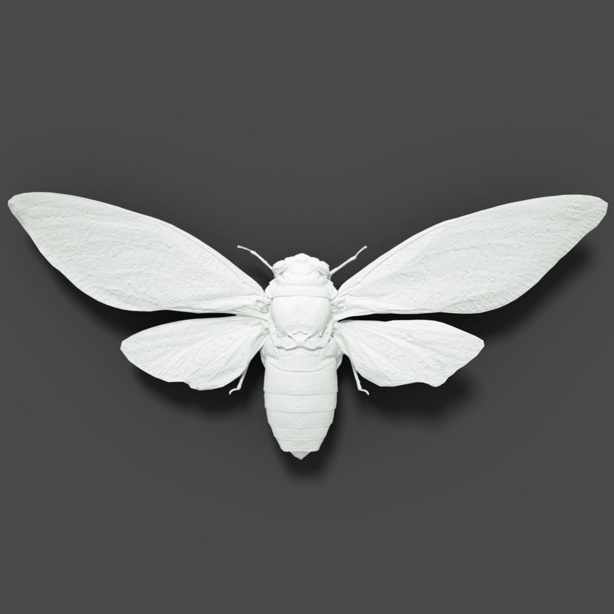 15 Cicada Insect Collection Low-poly 3D model_31