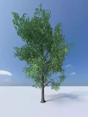 Tree- wind Animated 3D model Tree- wind Animated 3D model