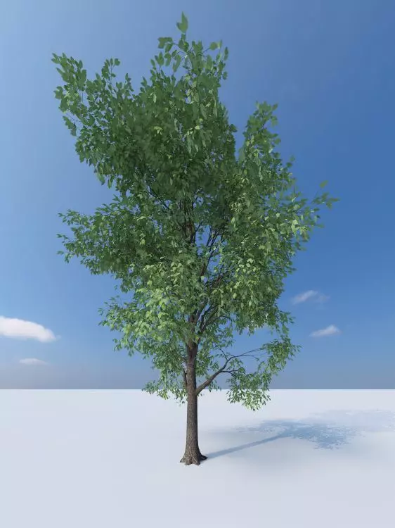 Tree- wind Animated 3D model_0