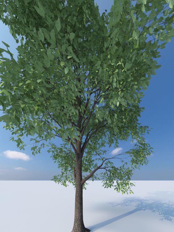 Tree- wind Animated 3D model_1