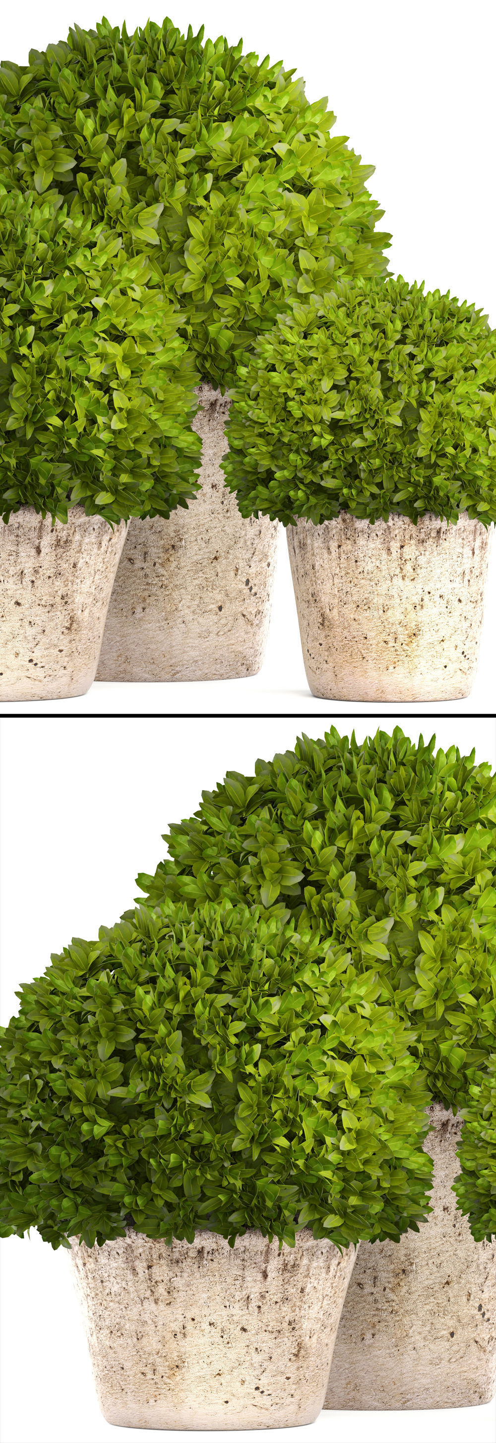 Topiary bush Buxus 3D model_4