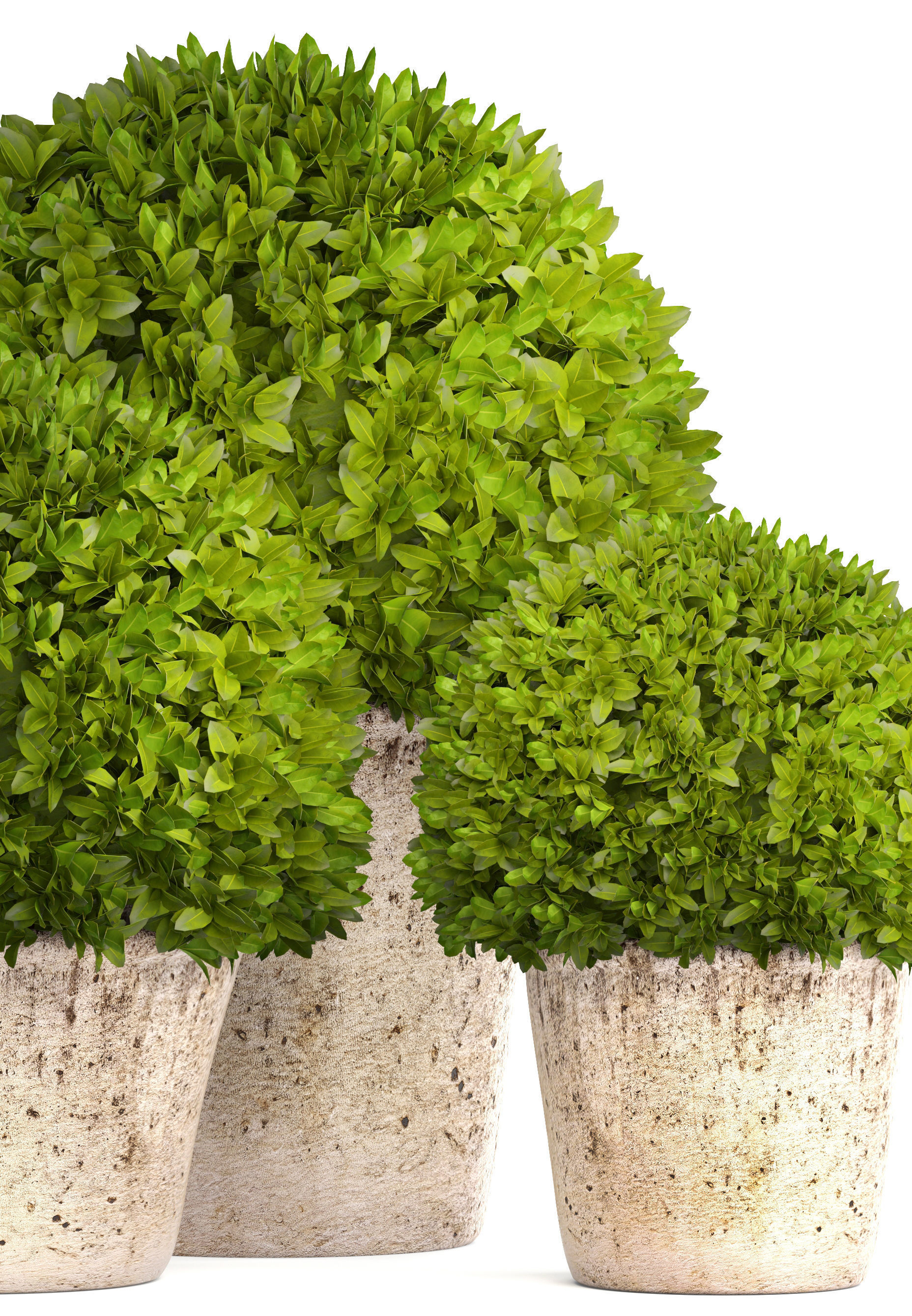 Topiary bush Buxus 3D model_2