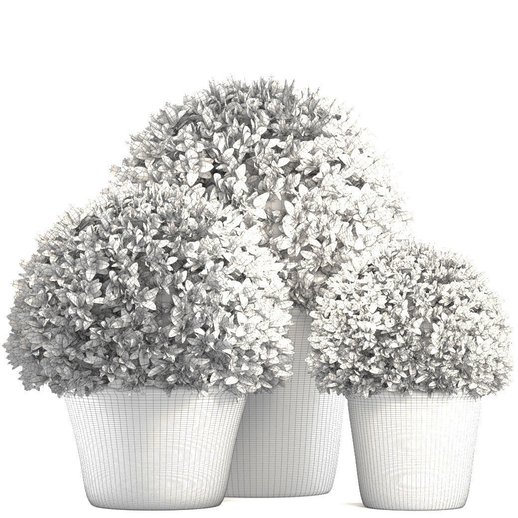 Topiary bush Buxus 3D model_6