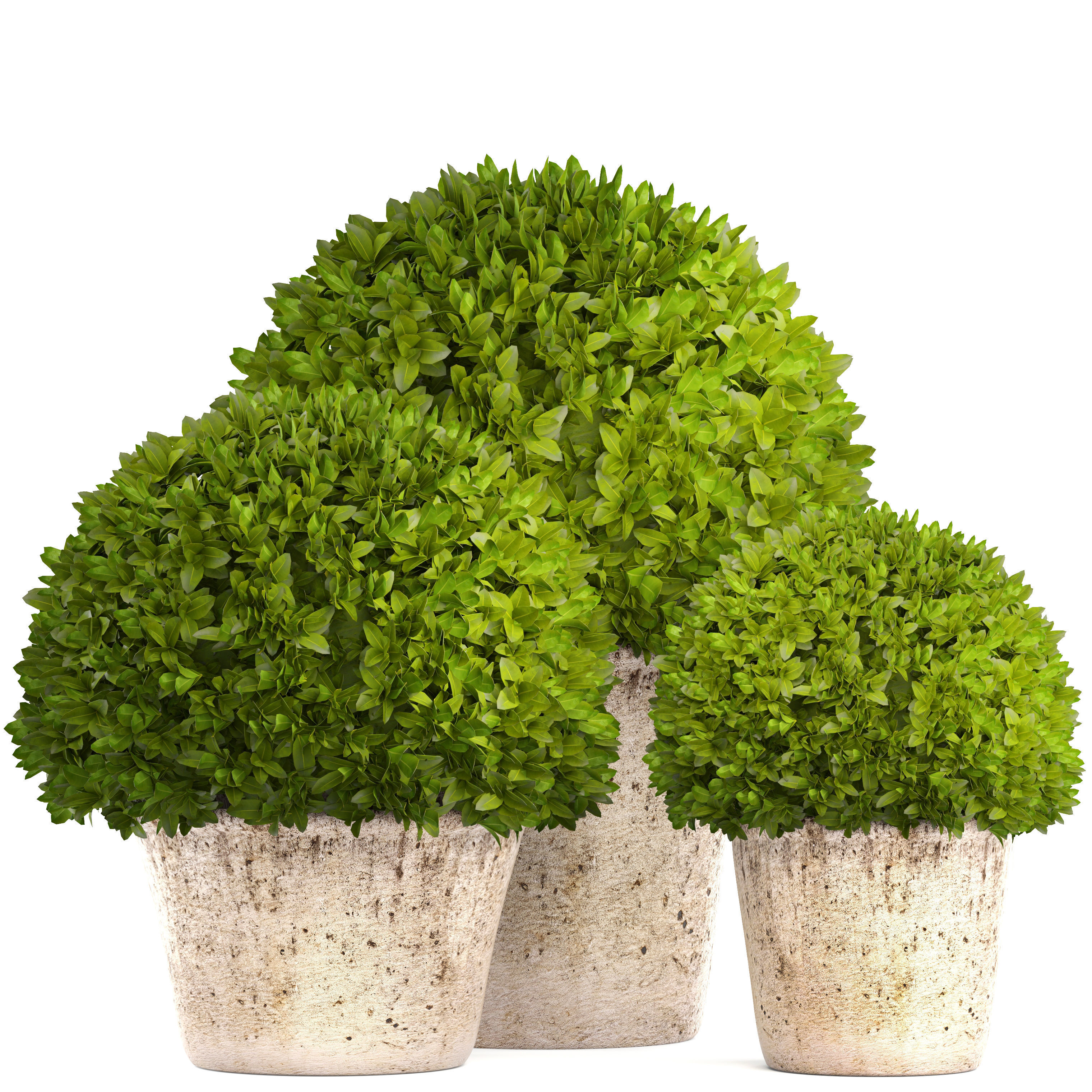 Topiary bush Buxus 3D model_3