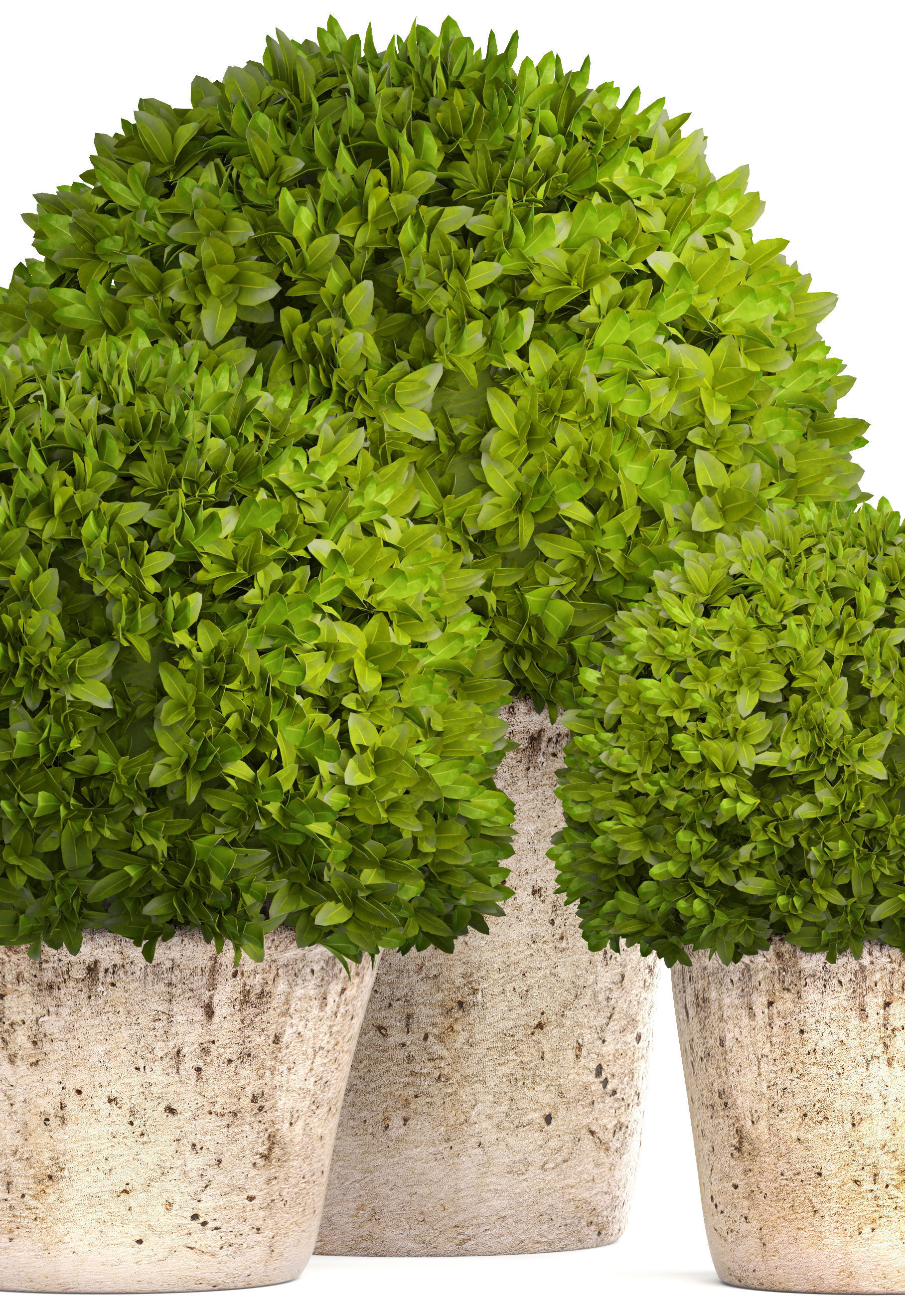 Topiary bush Buxus 3D model_9