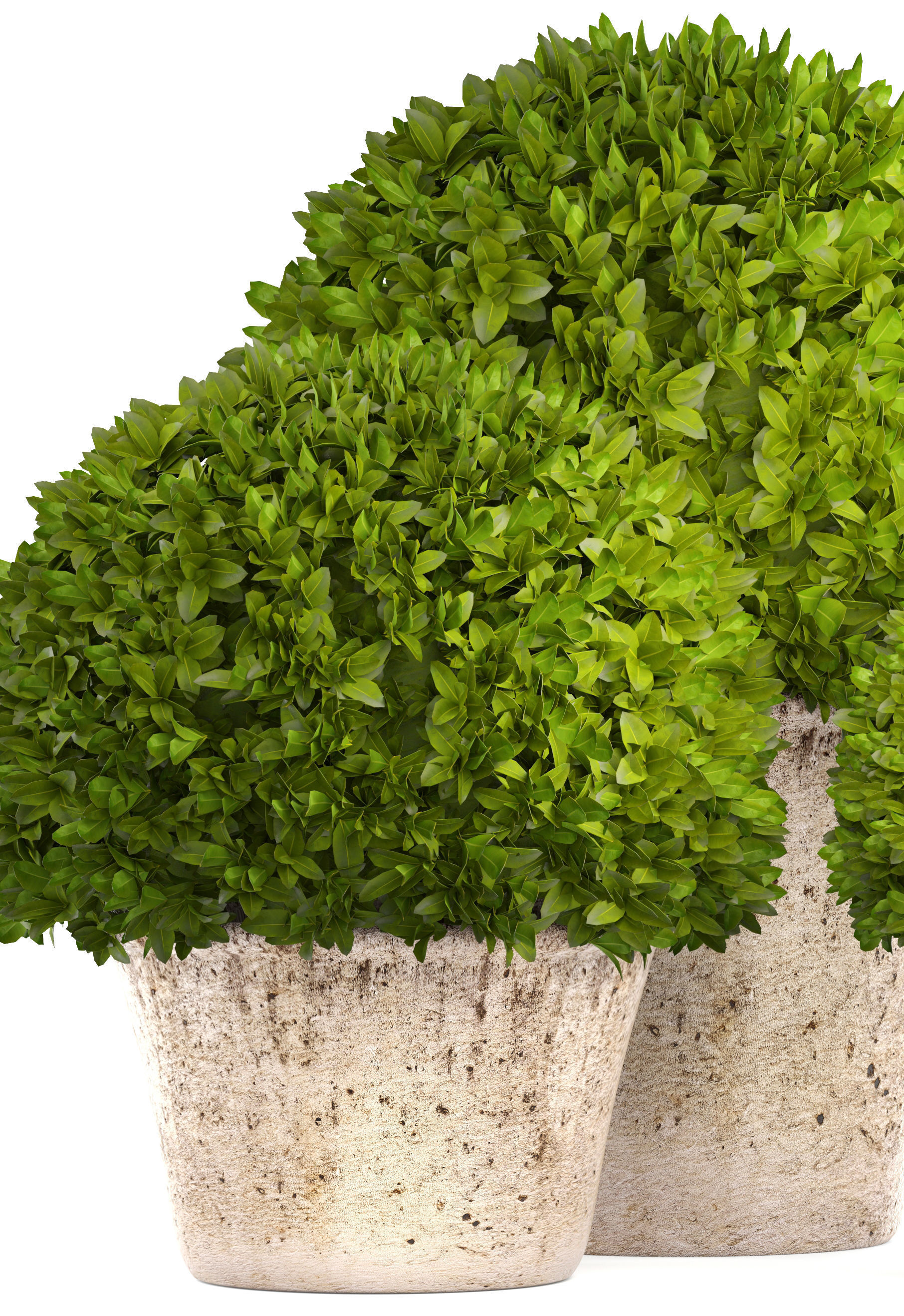 Topiary bush Buxus 3D model_1