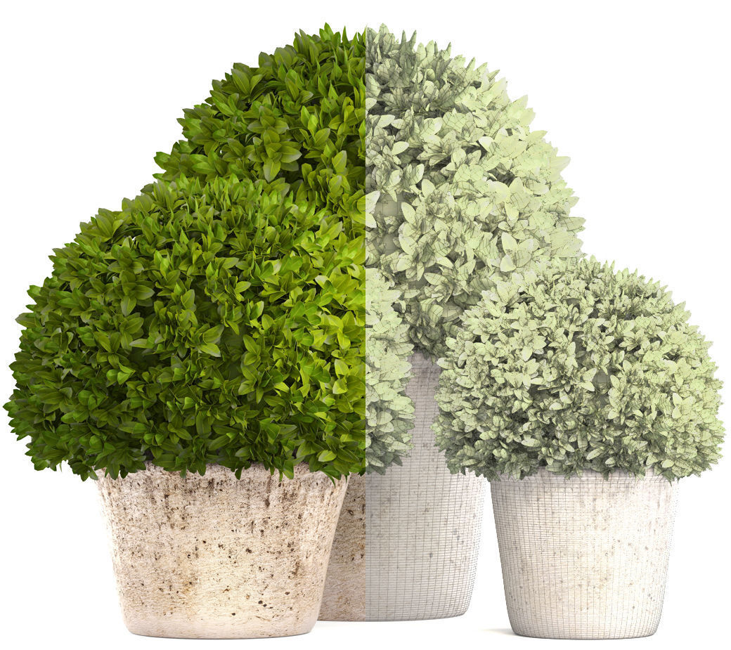 Topiary bush Buxus 3D model_5