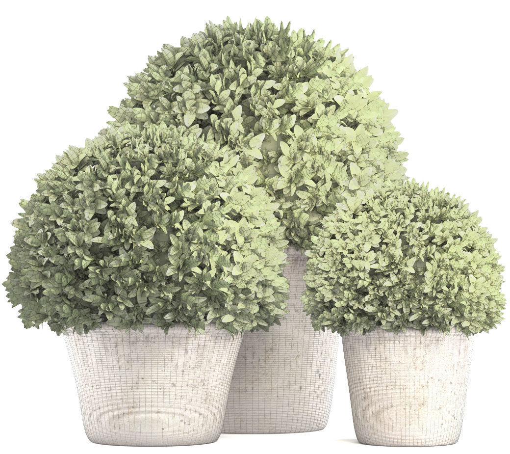 Topiary bush Buxus 3D model_7