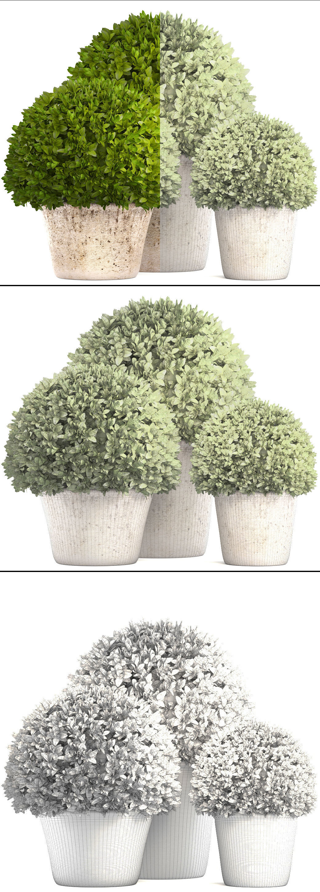 Topiary bush Buxus 3D model_8