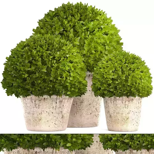 Topiary bush Buxus