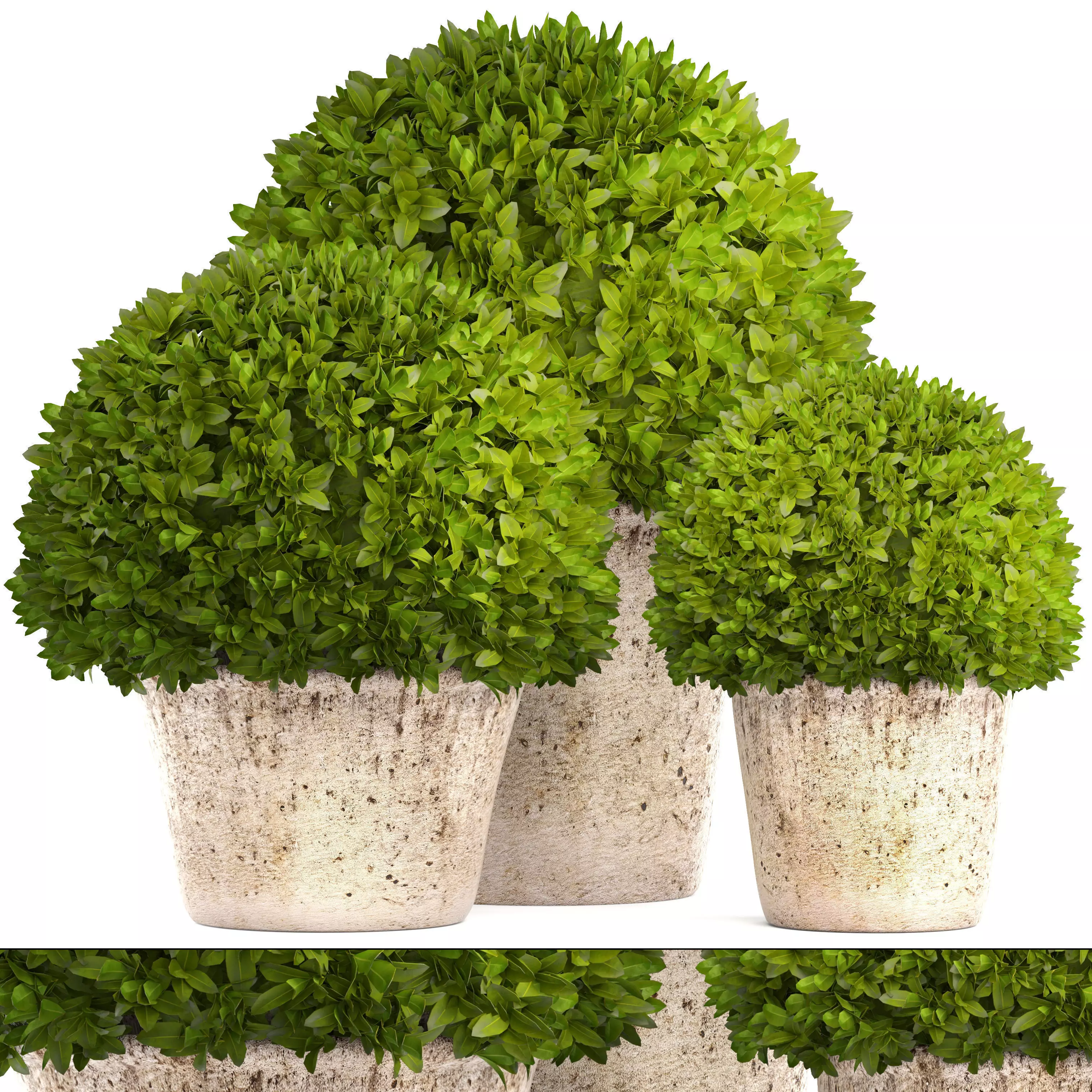 Topiary bush Buxus 3D model_0